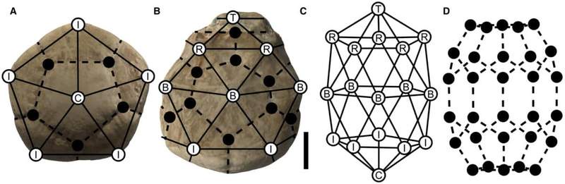 Image from: Scientists Found a Perfect and Strange Ball Structure Inside 80-Million-Year-Old Fossils That Shouldn’t Exist