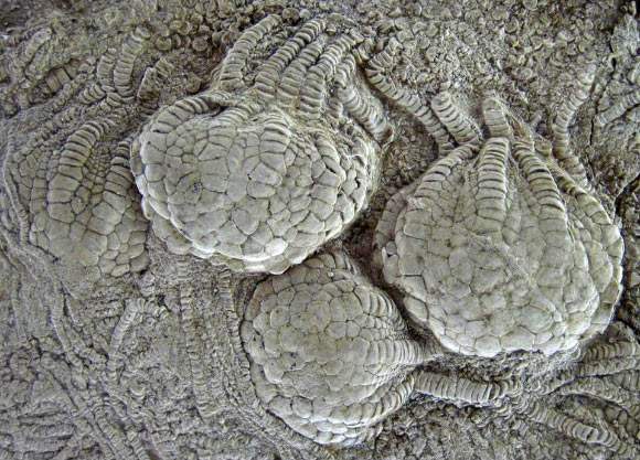Image from: Scientists Found a Perfect and Strange Ball Structure Inside 80-Million-Year-Old Fossils That Shouldn’t Exist