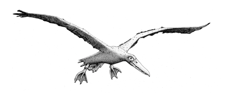 Image from: There’s a reason we don’t have birds the size of elephants: the mysterious story of how dinosaurs evolved – expert Q&A