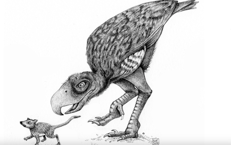 Image from: There’s a reason we don’t have birds the size of elephants: the mysterious story of how dinosaurs evolved – expert Q&A