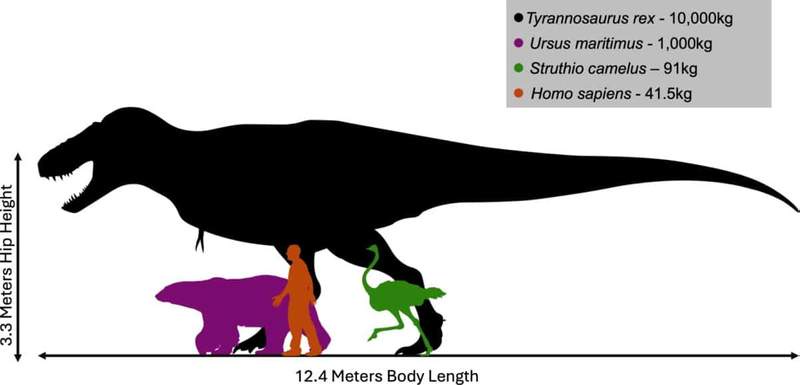 Image from: We’ve Been Wrong About T. Rex Since Jurassic Park: Scientists Say It Moved More Like an Ostrich Than a Giant Reptile