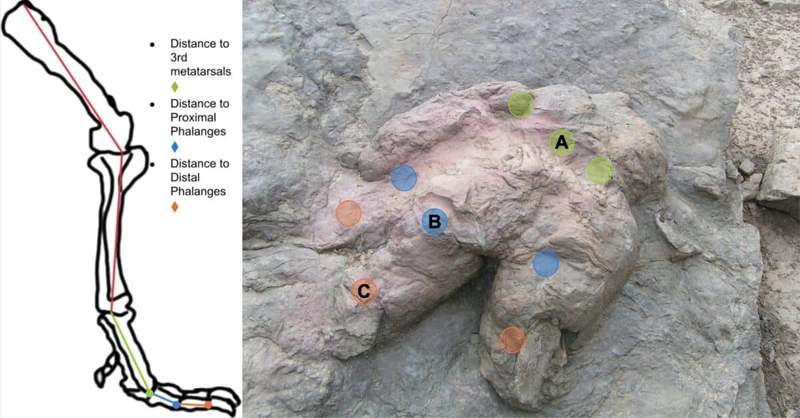 Image from: We’ve Been Wrong About T. Rex Since Jurassic Park: Scientists Say It Moved More Like an Ostrich Than a Giant Reptile