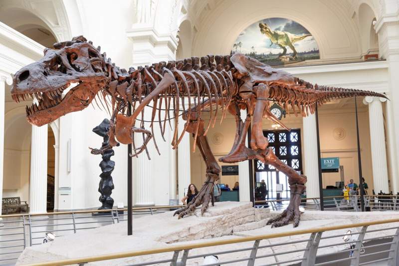 Image from: We’ve Been Wrong About T. Rex Since Jurassic Park: Scientists Say It Moved More Like an Ostrich Than a Giant Reptile
