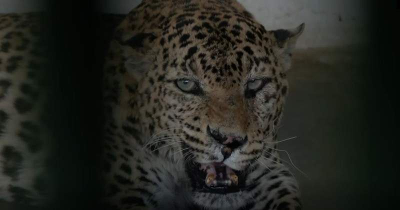 Image from: Jaipur: Nahargarh Biological Park takes steps to shield animals from heatwave, modifies diet and cooling systems