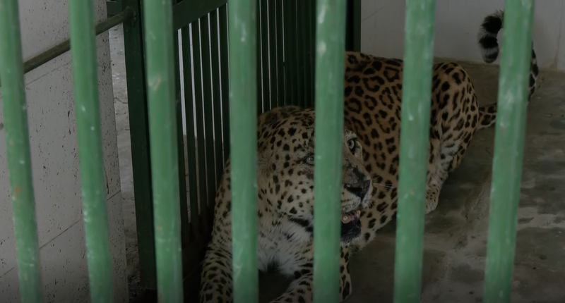 Image from: Jaipur: Nahargarh Biological Park takes steps to shield animals from heatwave, modifies diet and cooling systems