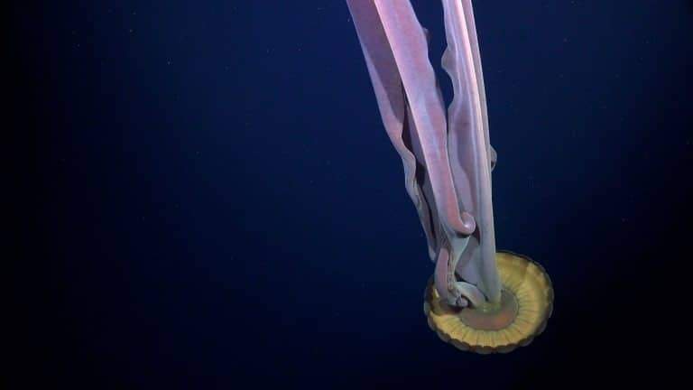 Image from: After a Giant Iceberg Broke Away, Scientists Found a Long-Sealed Marine World Under Antarctica