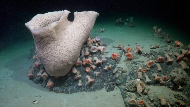 Image from: After a Giant Iceberg Broke Away, Scientists Found a Long-Sealed Marine World Under Antarctica