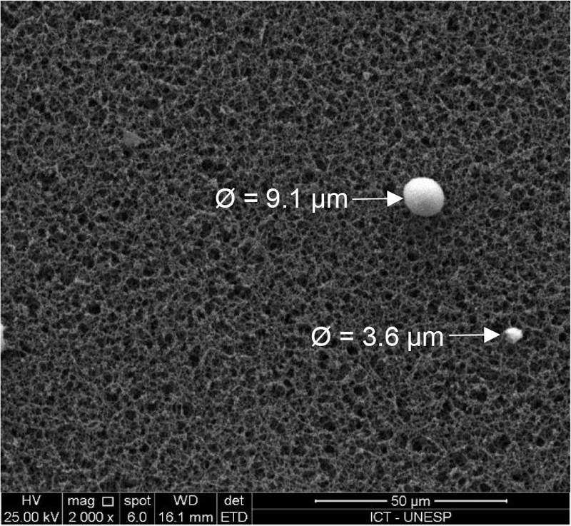 Image from: Say Goodbye to Nanoplastics Slipping Through Filters, This Tree’s Seeds Clean Water in Minutes