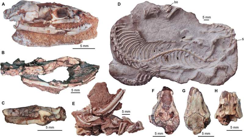 Image from: Scientists Found a Rare Fossil Showing Snakes Once Had Legs and Looked Very Different From Today