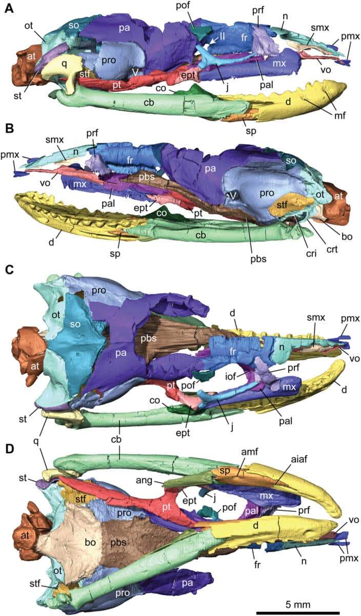 Image from: Scientists Found a Rare Fossil Showing Snakes Once Had Legs and Looked Very Different From Today