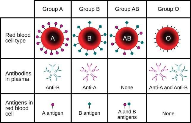 Whtas The Rarest Blood Type The World’s Rarest Blood Type Just Got Even Stranger, Only 3 People on ...
