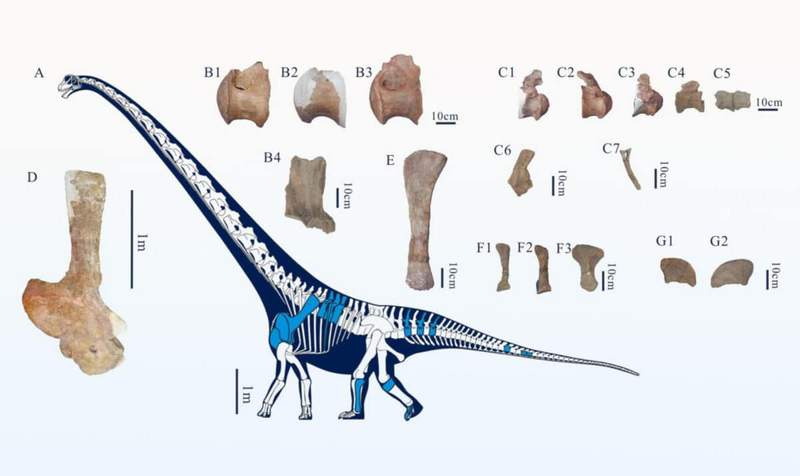 Image from: A Well-Preserved 92-Foot Dinosaur Was Accidentally Found at a Construction Site in China