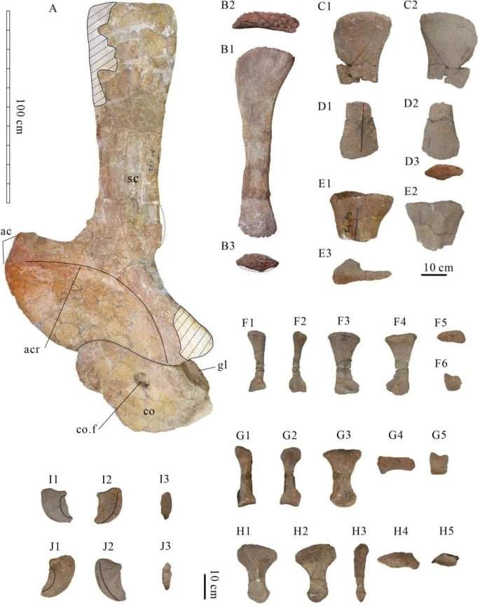 Image from: A Well-Preserved 92-Foot Dinosaur Was Accidentally Found at a Construction Site in China