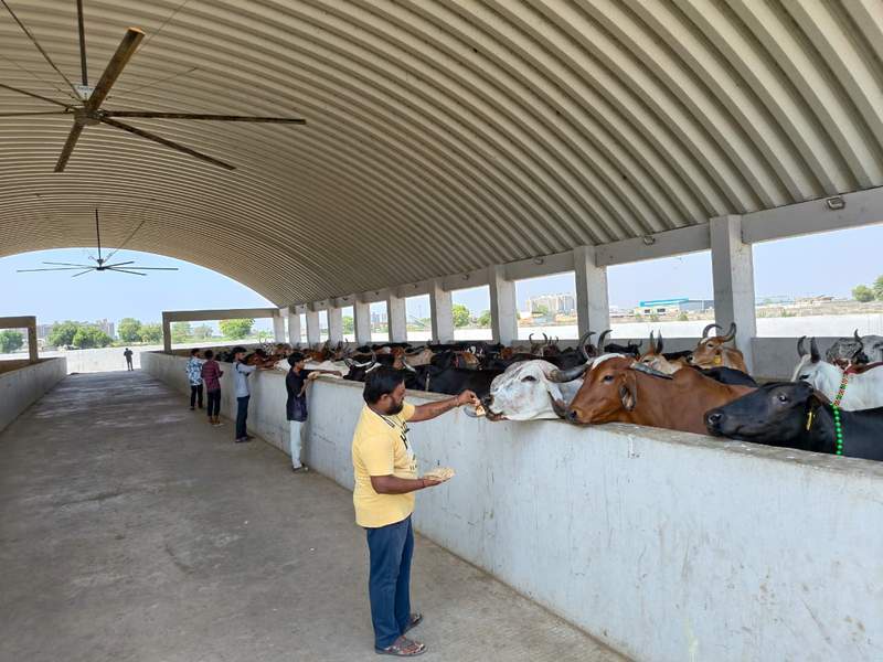 Image from: AMC's innovative initiative tackles stray cattle issue, generates biogas and electricity from dung in Ahmedabad