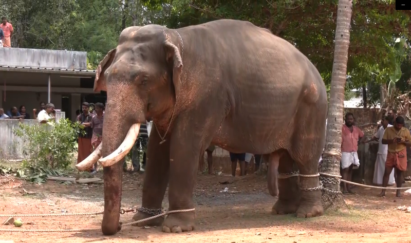 Image from: Keralam: Elephant brought for temple festival runs amok near Angamaly; one killed, mahout injured