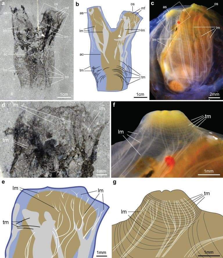 Image from: Scientists Found an Exceptionally Preserved Fossil in Utah. Then Noticed Something No One Expected