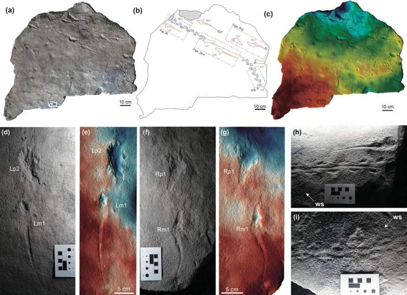 Image from: Scientists Discover Rare Fossil Footprints in South Korea Preserved in 106-Million-Year-Old Rock