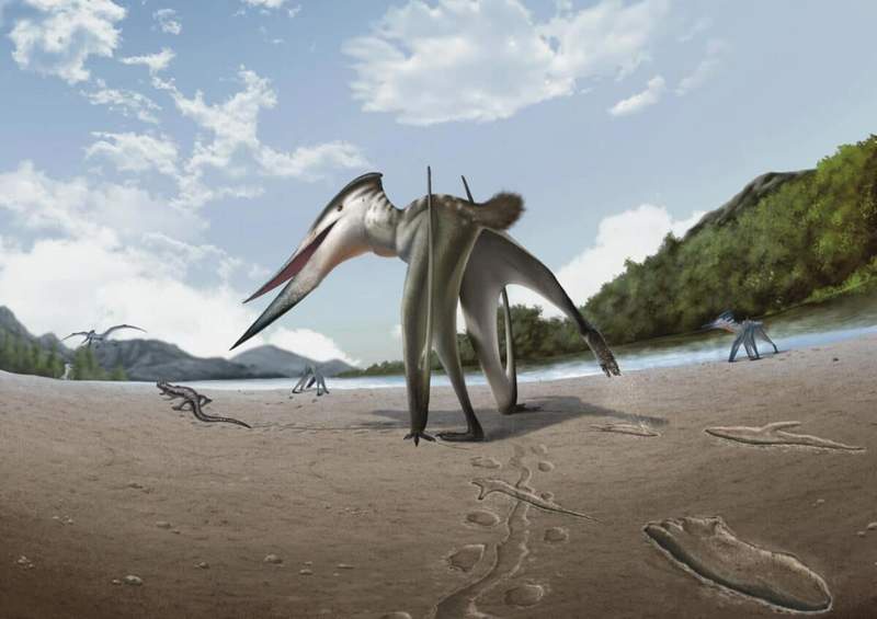 Image from: Scientists Discover Rare Fossil Footprints in South Korea Preserved in 106-Million-Year-Old Rock