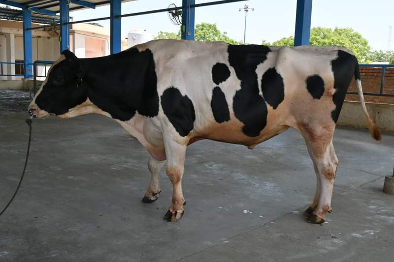 Image from: Gujarat: Livestock farmers tap sexed semen technology to ensure female calf births