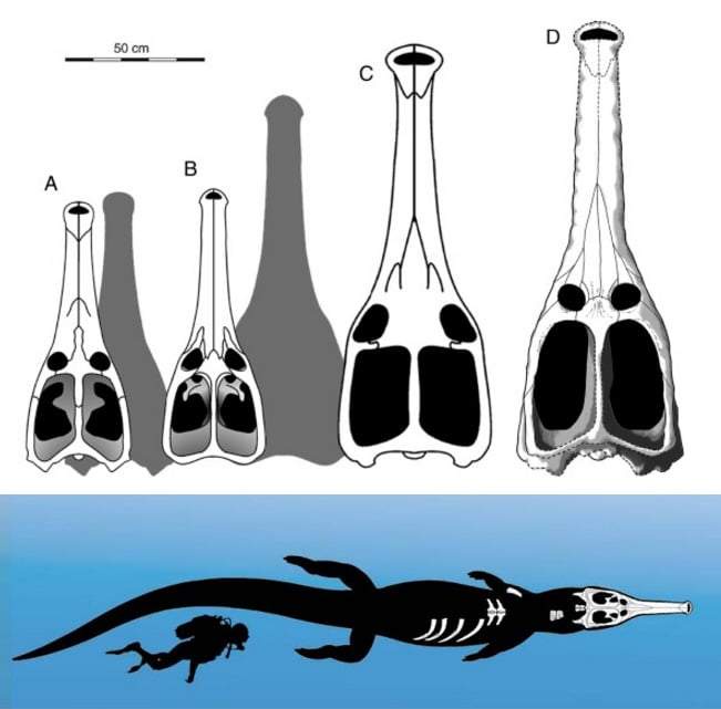 Image from: Buried Just Inches Beneath Tunisia’s Sahara Sands, a Fully Intact 10-Meter-Long Sea Crocodile Fossil Has Been Found