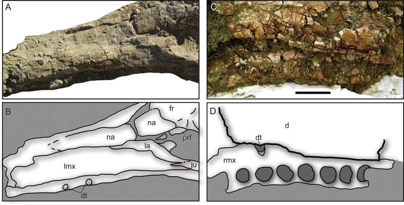 Image from: Buried Just Inches Beneath Tunisia’s Sahara Sands, a Fully Intact 10-Meter-Long Sea Crocodile Fossil Has Been Found
