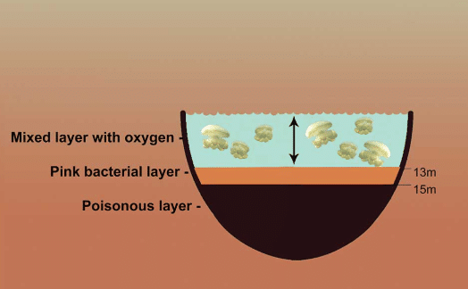 Image from: A Remote Lake Sealed Off Since the Ice Age Became Home to Millions of Jellyfish Found Nowhere Else on Earth