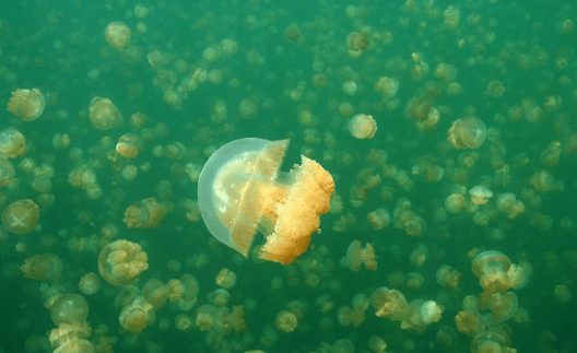 Image from: A Remote Lake Sealed Off Since the Ice Age Became Home to Millions of Jellyfish Found Nowhere Else on Earth