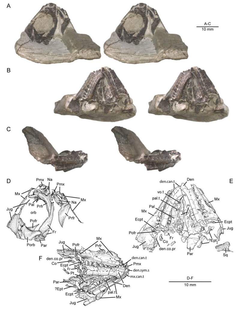 Image from: Scientists Just Found a Nearly Complete 16-Centimeter Fossil Near a Dinosaur Nest