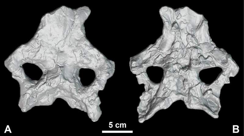 Image from: Archaeologists In Spain Unearthed One Of The Rarest And Most Complete Dinosaur Skulls Ever Found In Europe, Dating Back 150 Million Years