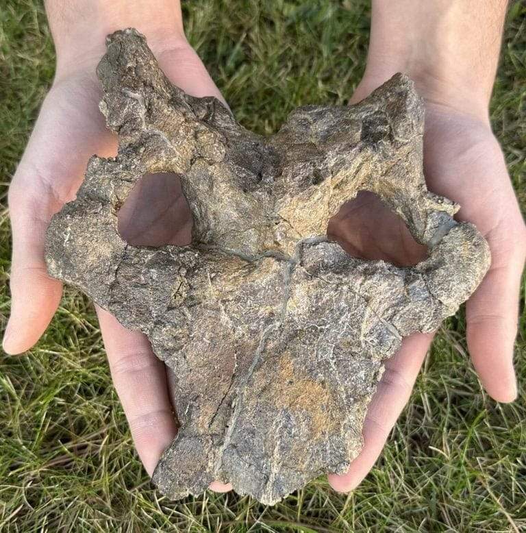 Image from: Archaeologists In Spain Unearthed One Of The Rarest And Most Complete Dinosaur Skulls Ever Found In Europe, Dating Back 150 Million Years