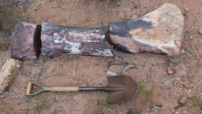 Image from: Scientists Uncover a 100-Foot Dinosaur Fossil So Heavy It Cracked the Road Beneath During Transport