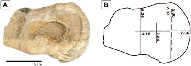 Image from: A Student Found 16 Bite Marks On A Fossil And Confirmed That Tyrannosaurs Didn’t Just Hunt Prey, They Turned on Each Other