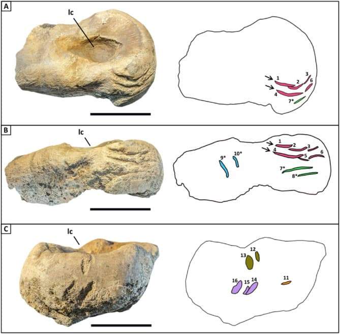 Image from: A Student Found 16 Bite Marks On A Fossil And Confirmed That Tyrannosaurs Didn’t Just Hunt Prey, They Turned on Each Other