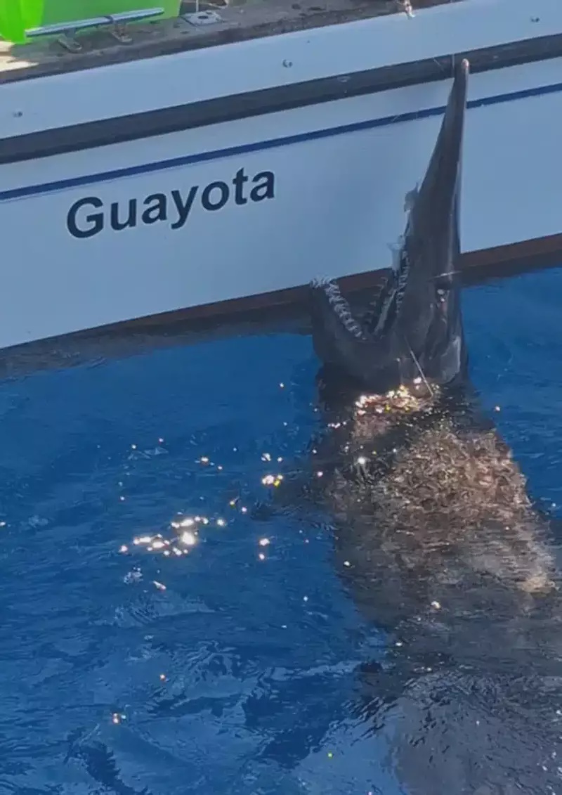 Image from: Fishers off a Spanish Island Accidentally Caught a “Fossil” Shark Not Seen Alive Since 1898