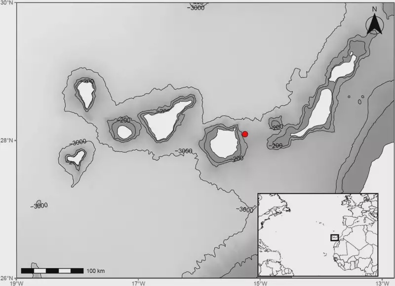 Image from: Fishers off a Spanish Island Accidentally Caught a “Fossil” Shark Not Seen Alive Since 1898