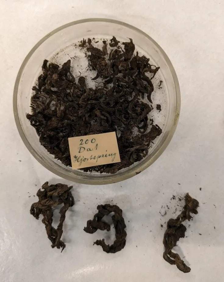 Image from: A Tiny Human Fingerprint Found on a 2,000-Year-Old Sunken Boat Could Finally Reveal the Identity of Ancient Raiders