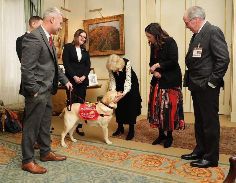 Image from: Queen Camilla to host special event to celebrate Medical Detection Dogs