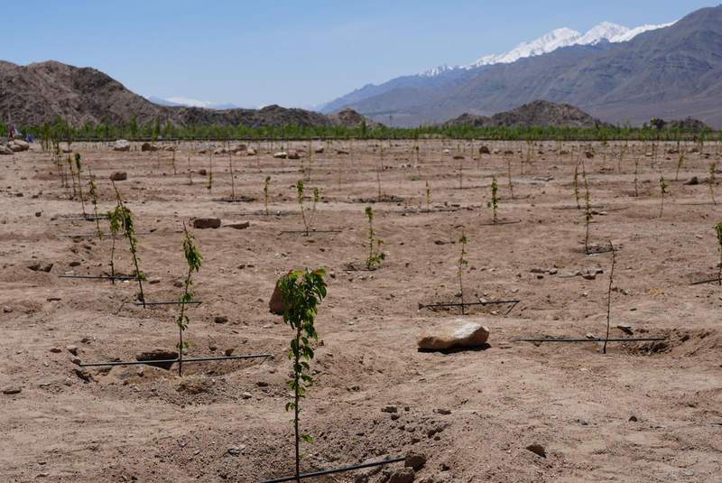 Image from: Ladakh LG Vinai Kumar Saxena launches plantation of 2100 cherry saplings at Phyang