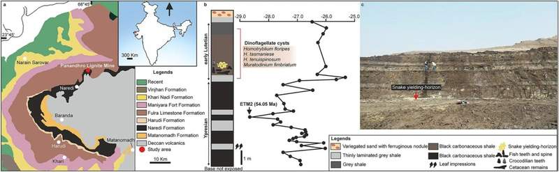 Image from: Inside a Mine in India, Scientists Unearth 15-Meter-Long Snake Fossil, Rivalling Titanoboa in Size