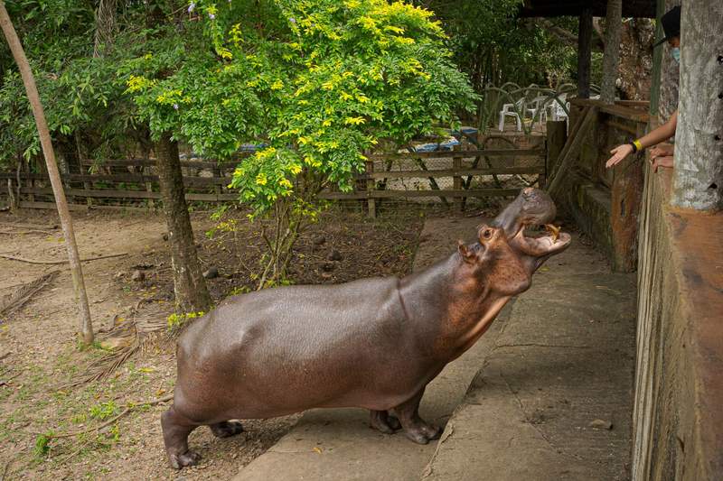 Image from: Indian billionaire's son offers sanctuary to Escobar hippos