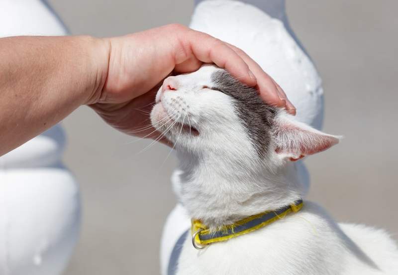 Image from: According to Psychology, What It Means When Someone Is Always Petting Cats