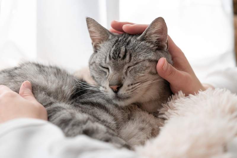 Image from: According to Psychology, What It Means When Someone Is Always Petting Cats