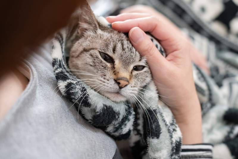 Image from: According to Psychology, What It Means When Someone Is Always Petting Cats
