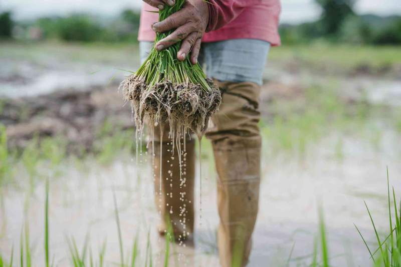 Image from: Can plants hear? Latest research offers new insights