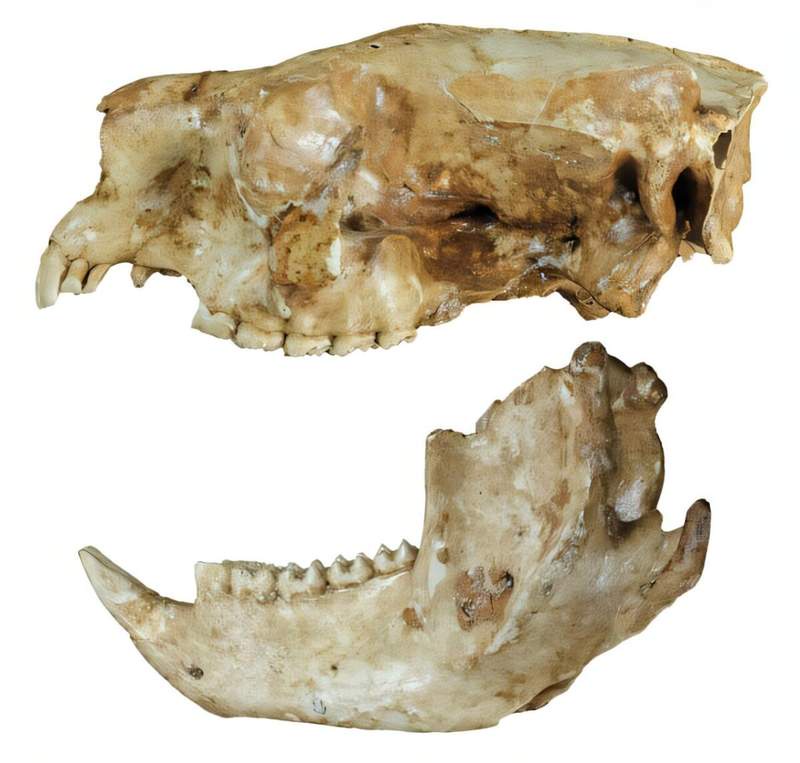 Image from: Hidden Inside an Australian Cave, Scientists Uncovered Fossil Fragments From A Lost Koala Species Extinct For 28,000 Years
