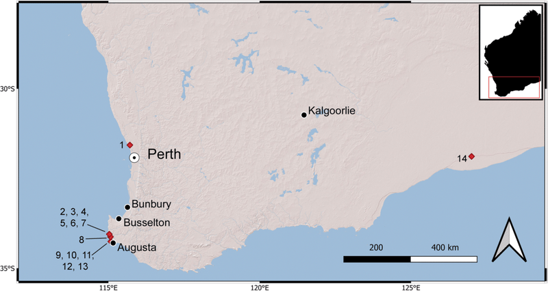 Image from: Hidden Inside an Australian Cave, Scientists Uncovered Fossil Fragments From A Lost Koala Species Extinct For 28,000 Years