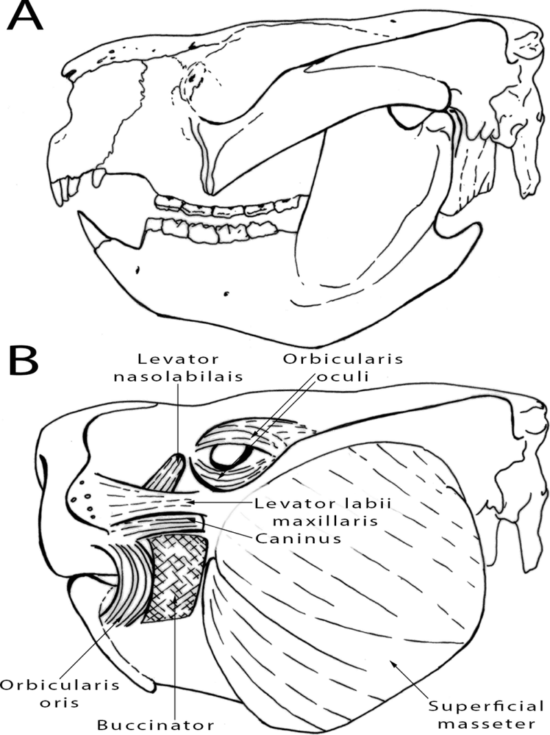 Image from: Hidden Inside an Australian Cave, Scientists Uncovered Fossil Fragments From A Lost Koala Species Extinct For 28,000 Years
