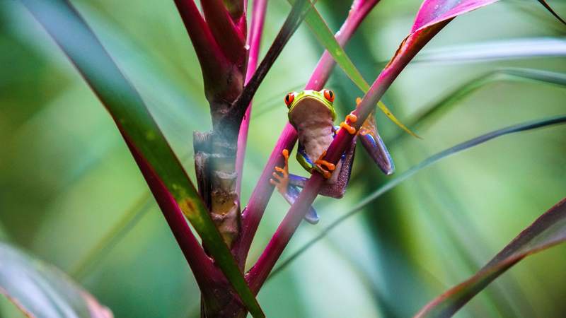 Image from: Spot sloths, monkeys, toucans and tree frogs in Costa Rica's jungles