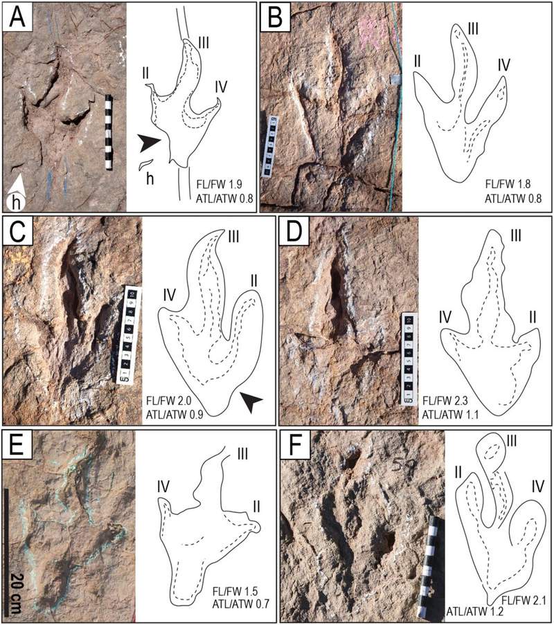 Image from: Scientists Found a Massive Dinosaur Footprint Site Around an Ancient Lake With Nearly 18,000 Tracks