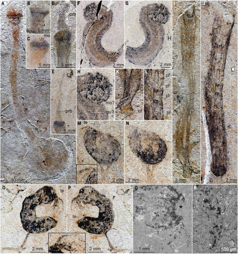 Deep Inside Ancient Rock, Scientists Uncovered Bizarre Fossil Marine ...